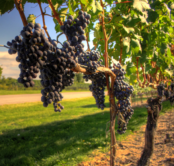 Wine Tasting Transportation Wine Tours Dallas DFW